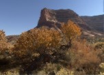 Cottonwood trees surrounding Fifty Mile Spring. The Kaiparowits -- Fifty Mile Point is in the background. Lamont Crabtree Photo